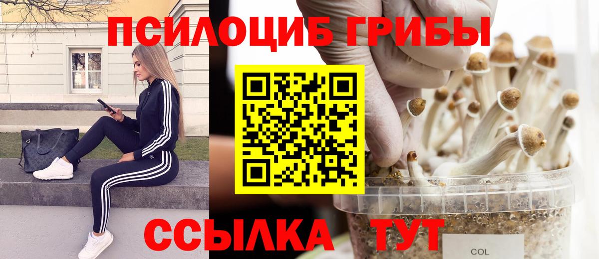 Псилоцибиновые грибы Psilocybine cubensis Балашов