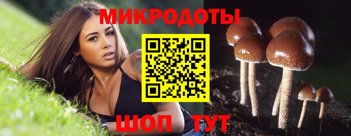Балашов  Псилоцибиновые грибы Cubensis  Вход с VPN 